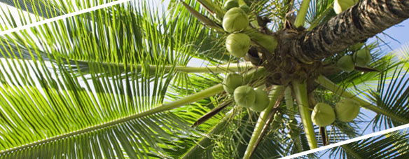 ココナッツ/椰子の木