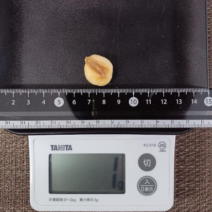 ジャイアントコーンフライ 1g