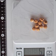 ブラックタピオカ(生)5g