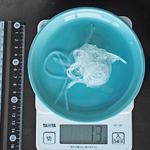 はるさめ(茹で)