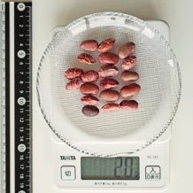 金時豆 20g
