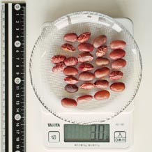 金時豆 30g