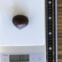 ゆで栗 31g