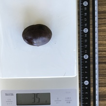 ゆで栗 35g