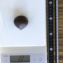 ゆで栗 22g