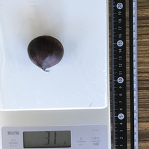 ゆで栗 31g