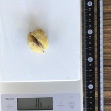 ゆで栗 16g