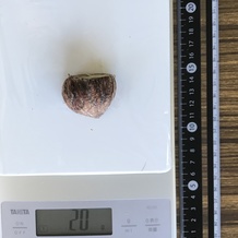 ゆで栗 20g