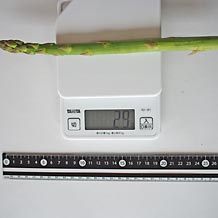 アスパラガス(生)1本(太い)