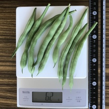 さやいんげん 62g