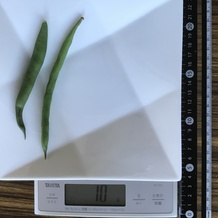 茹でたさやいんげん 10g