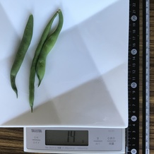 茹でたさやいんげん 14g