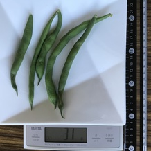 茹でたさやいんげん 31g