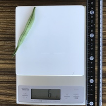 さやいんげん 6g