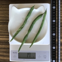 茹でたさやいんげん 17g