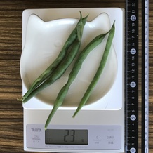 茹でたさやいんげん 23g