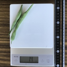 さやいんげん 14g