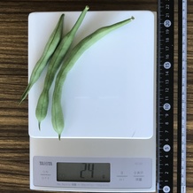 さやいんげん 24g