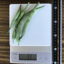 さやいんげん 33g