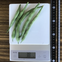 さやいんげん 38g