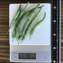 さやいんげん 42g