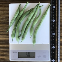 さやいんげん 50g