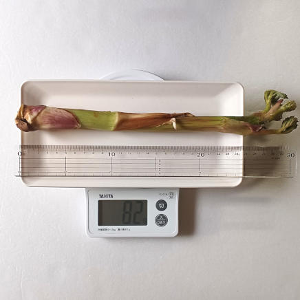 1本82gの山うど(廃棄部を含む)