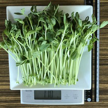 豆苗1パック 110g