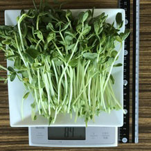 豆苗 84g