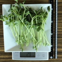 豆苗 29g