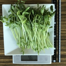 豆苗 46g