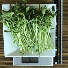 豆苗 61g