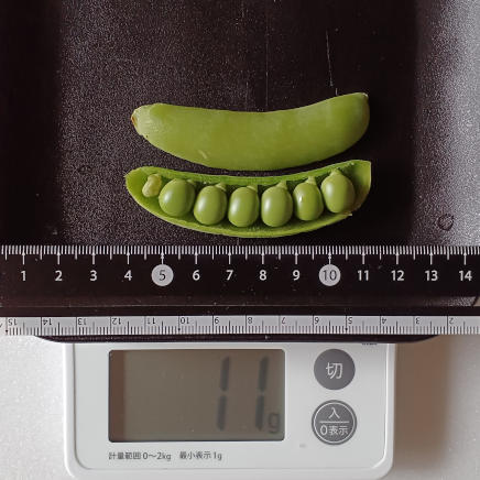 スナップえんどう11gの中身