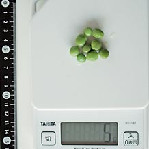 グリーンピース 5g