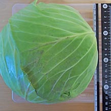 キャベツ(中サイズ)17cm上面