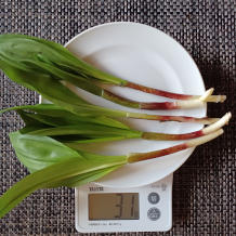 行者にんにく 1