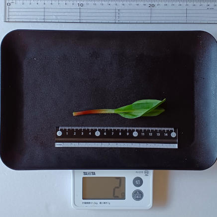 2g(可食部1g)の行者にんにく