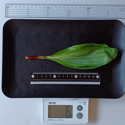 6g(可食部5g)の行者にんにく