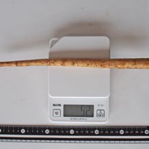 細身のごぼう30cm52g