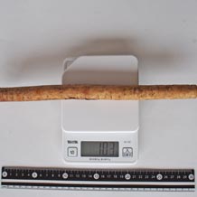 太身のごぼう30cm103g