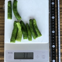 ししとう8本 31g