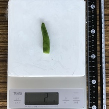 ししとう (小さめ) 2g