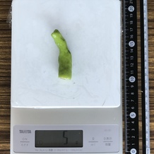 ししとう (大きめ) 5g