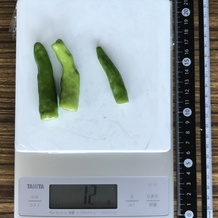 ししとう3本 12g