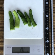 ししとう5本 20g