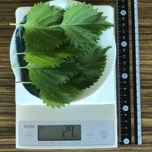 シソ7枚 2.7g