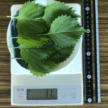 シソ8枚 3.1g
