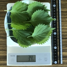 シソ9枚 3.4g