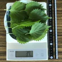 シソ10枚 3.7g