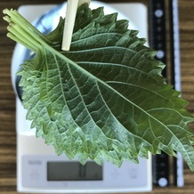 シソクロースアップ (裏)